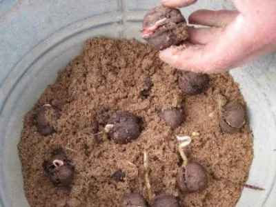 Выращивание маньчжурского ореха. Маньчжурский орех где растет. 3