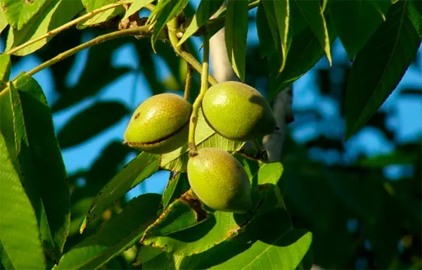 Выращивание маньчжурского ореха. Маньчжурский орех где растет. 4