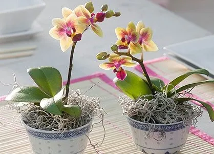 Можно ли спасти орхидею, если ее корни высохли и листья желтеют и как это сделать. Сухие корни у орхидеи что делать. 3