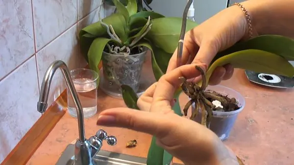 реанимация корней орхидеи
