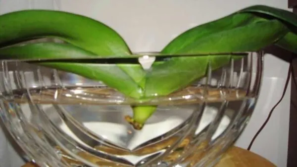 погружение орхидей в воду