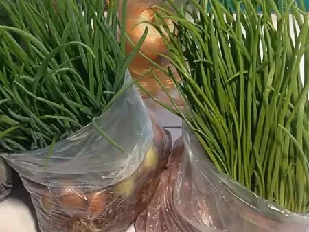 выращивание зеленого лука в воде