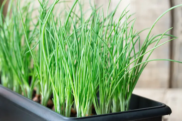 Огород на подоконнике: как вырастить лук на перо в опилках в домашних условиях