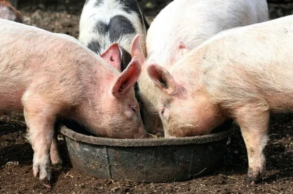 Влажные корма — самая благоприятная еда для пищеварения свиней, так как для переваривания пищи нужно много воды