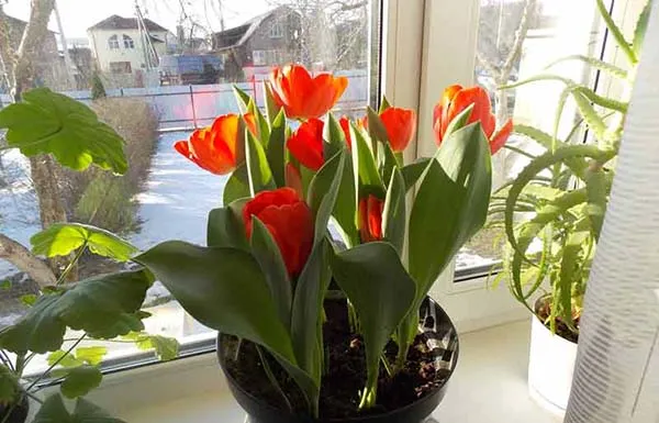 Правила выгонки тюльпанов к 8 Марта в домашних условиях. Как вырастить тюльпаны к 8 марта. 5