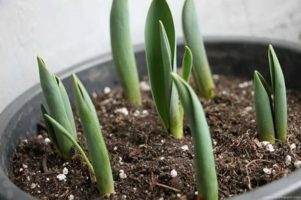 Правила выгонки тюльпанов к 8 Марта в домашних условиях. Как вырастить тюльпаны к 8 марта. 2