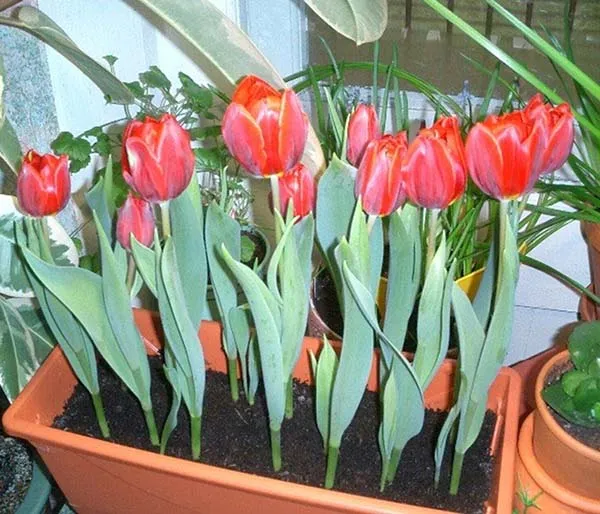 Правила выгонки тюльпанов к 8 Марта в домашних условиях. Как вырастить тюльпаны к 8 марта. 7