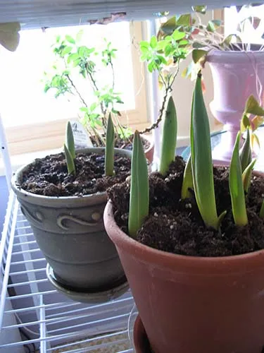 Правила выгонки тюльпанов к 8 Марта в домашних условиях. Как вырастить тюльпаны к 8 марта. 3