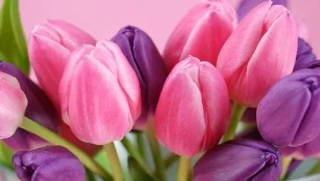 Правила выгонки тюльпанов к 8 Марта в домашних условиях