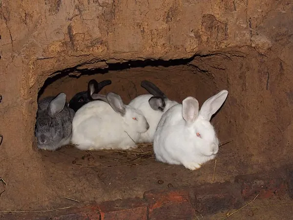 Разные породы кроликов в яме
