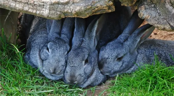 Разведение и содержание кроликов в яме. Как разводить кроликов в яме. 2