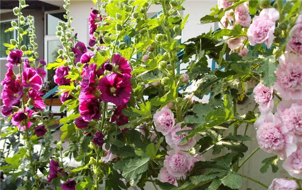 Шток-розы из семян: инструкция по выращиванию и советы начинающим. Шток роза выращивание из семян когда сажать. 2