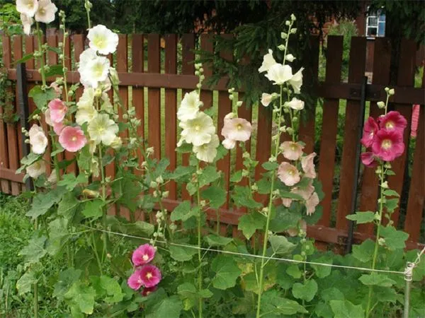 Шток-розы из семян: инструкция по выращиванию и советы начинающим. Шток роза выращивание из семян когда сажать. 3