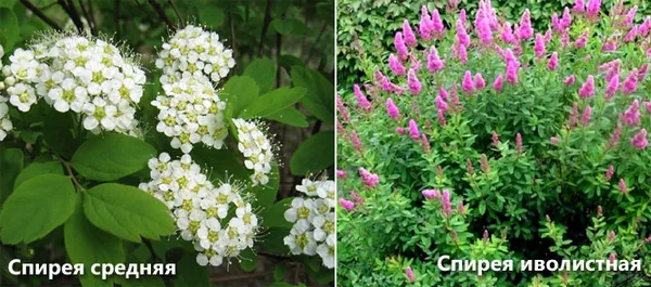 Спирея японская — разноцветный кустарник для вашего сада. Как размножить спирею японскую. 4