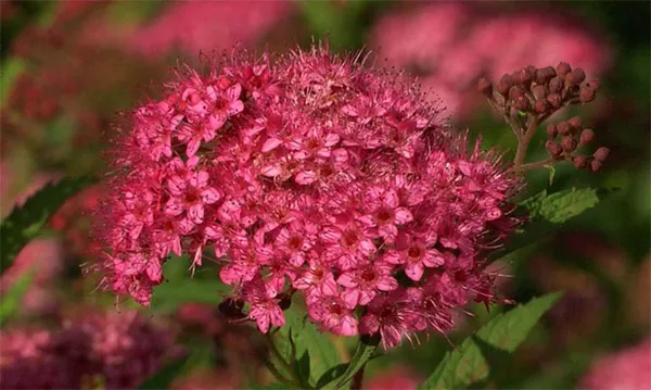 Спирея японская — разноцветный кустарник для вашего сада. Как размножить спирею японскую. 3