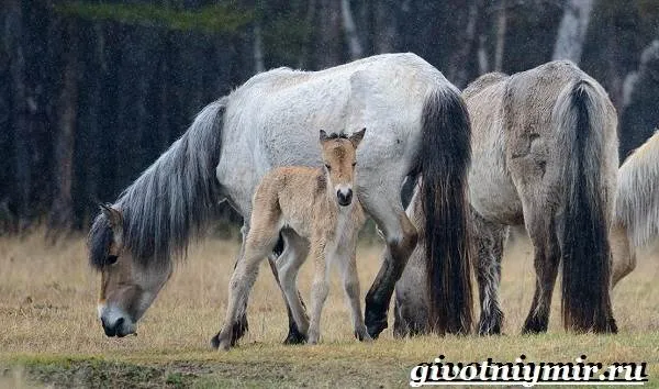 Якутская-лошадь-Описание-особенности-уход-и-цена-якутской-лошади-24