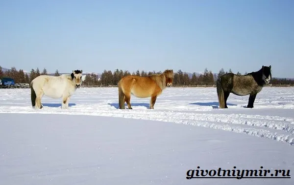Якутская-лошадь-Описание-особенности-уход-и-цена-якутской-лошади-6