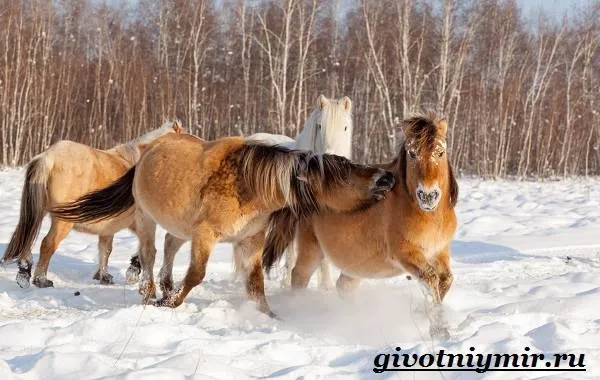 Якутская-лошадь-Описание-особенности-уход-и-цена-якутской-лошади-23
