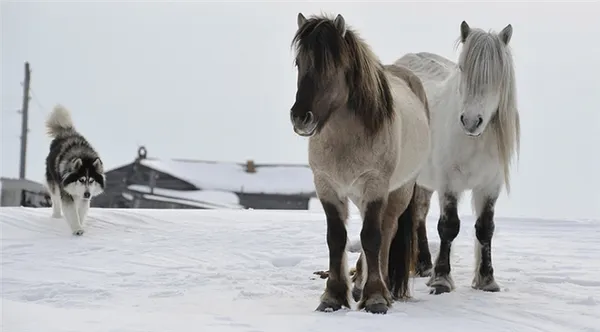 Колымский тип якутской лошади
