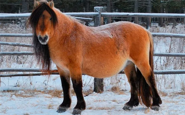 Коренная якутская лошадь