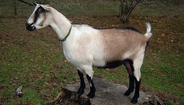 Альпийская порода коз: особенности по уходу и разведению. Горный козел как называется. 20