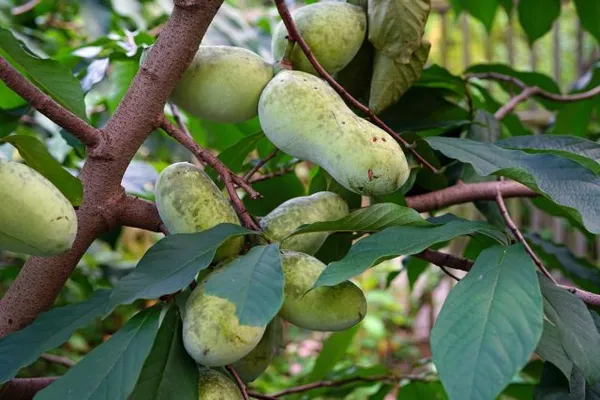 Азимина — банановое дерево, которое может расти и в вашем саду. Азимина что это такое. 16