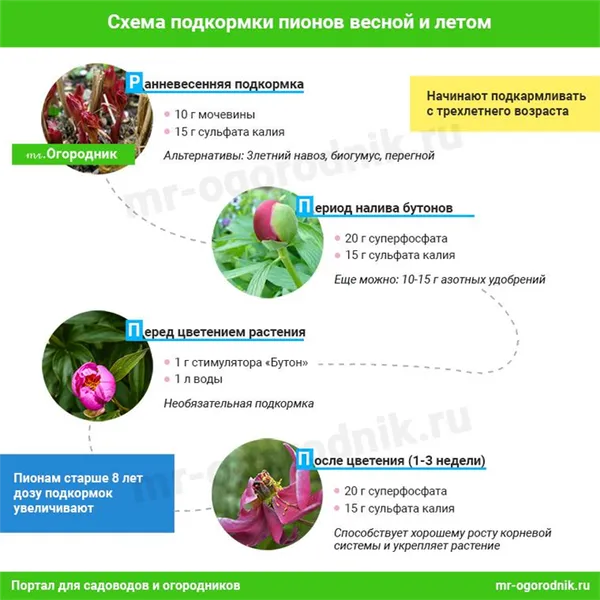 Что любят пионы и чем их подкармливать весной ( инфографика). Чем подкормить пионы весной. 7