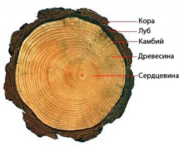 Физические и механические свойства древесины. Что относится к физическим свойствам древесины. 18