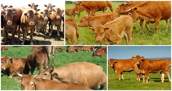 Правила выпаса коров и где это разрешено, когда выгоняют на пастьбу. Сколько пастбища нужно на одну корову. 1