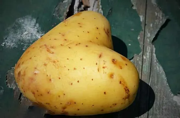 История появления картофеля. Где впервые был обнаружен картофель. 18