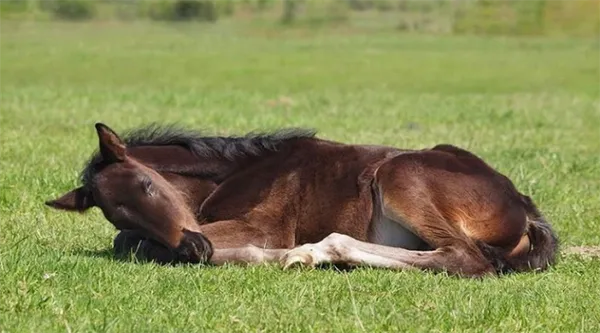 Как обычно спят лошади. Как спят лошади лежа или стоя. 5