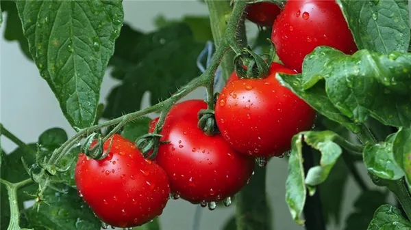 Когда сажать рассаду помидоров в 2023 году по лунному календарю. Когда сажать помидоры в теплицу. 2