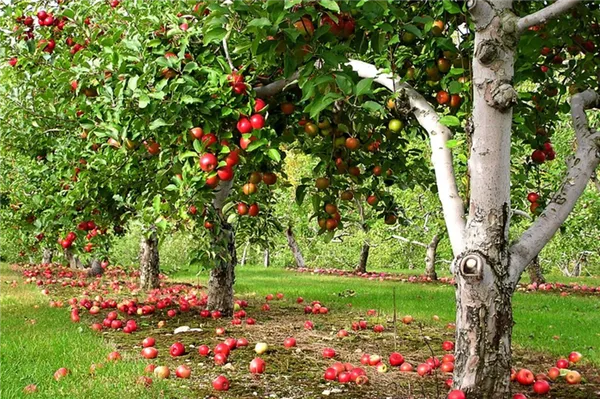 10 лучших сортов яблонь для Подмосковья. Какие плодовые деревья растут в подмосковье. 3