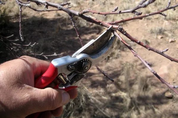 Весенняя обрезка вишни: пошаговые инструкции. Как обрезать вишню весной. 18
