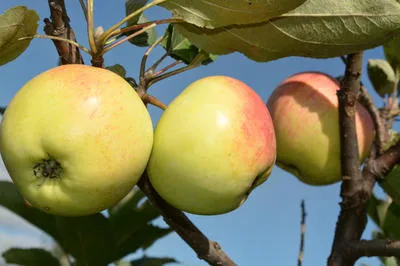 Плодожорка – самый опасный вредитель урожая. Современные методы борьбы. Как бороться с плодожоркой на яблонях. 14