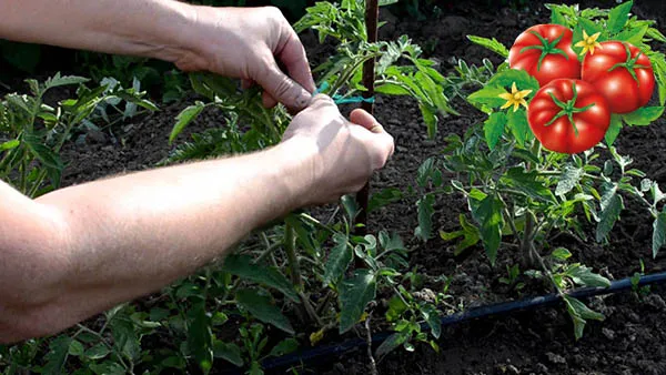 Подвязка помидоров: зачем нужна и как правильно сделать. Как правильно подвязывать томаты. 9