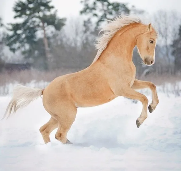 Соловая масть лошадей. Соловый конь это какой цвет. 13