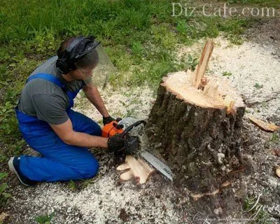 Корчевка пней деревьев: обзор 8-ми эффективных способов убрать остатки дерева. Как выкорчевать пень на участке. 8