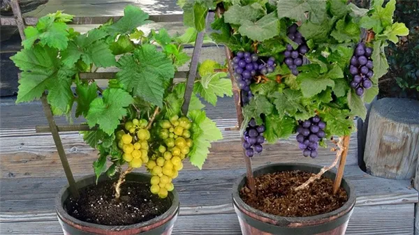 Как посадить и вырастить виноград в домашних условиях. Как вырастить виноград в домашних условиях. 4