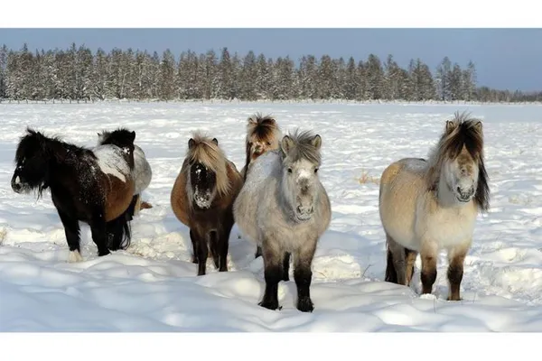 Как развито коневодство в Якутии. Какие типы якутской породы лошадей известны. 18