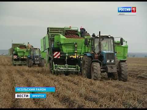 Средняя урожайность картофеля с гектара по регионам России. Сколько картошки можно собрать с 1 сотки. 8