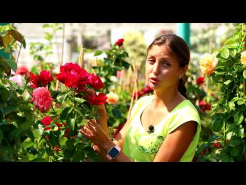 Ароматные плети роз. Как ухаживать за плетистыми розами. 14
