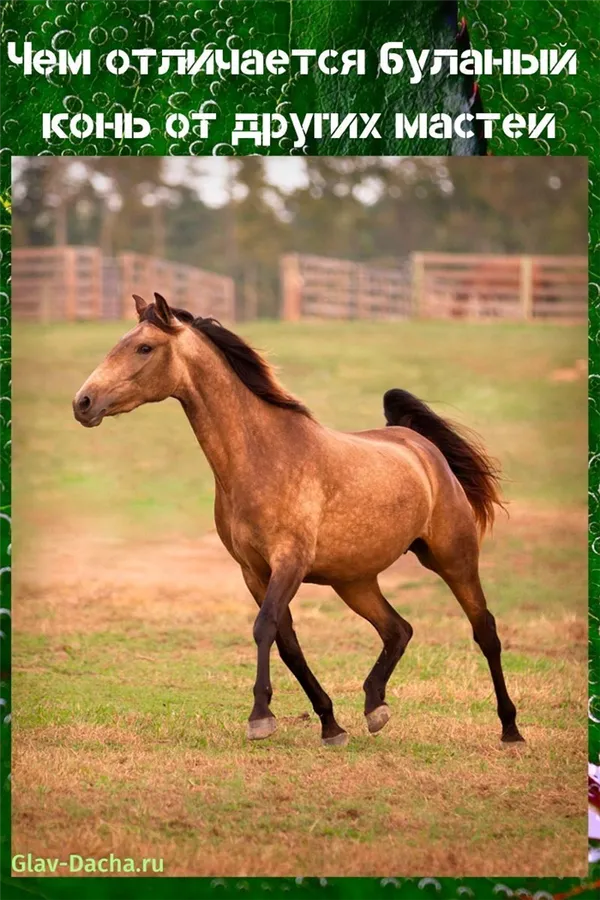 Чем отличается буланый конь от других мастей. Буланый конь это какой цвет. 6