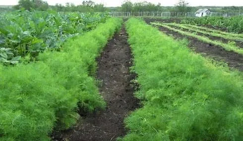 Укроп: грамотная посадка любимой народной зелени. Как посадить укроп в открытый грунт семенами. 6