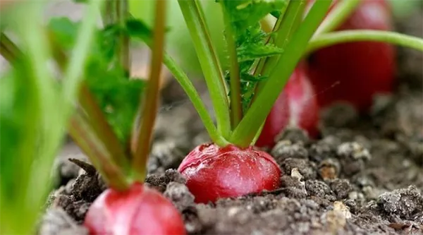 Как правильно сажать и выращивать редис в открытом грунте. Что любит редиска при посадке. 15