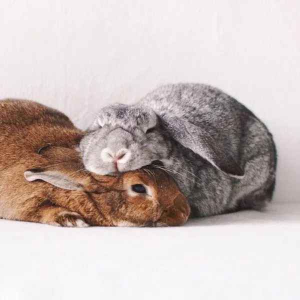 Как спят кролики. Как спят кролики декоративные. 3