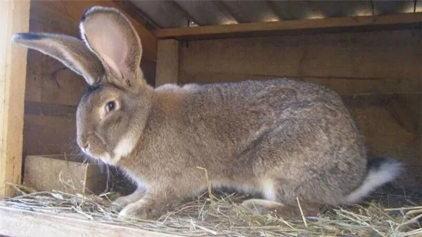 Кролик Фландр (или Бельгийский великан): описание и главные характеристики. Кролик фландер что за порода. 13