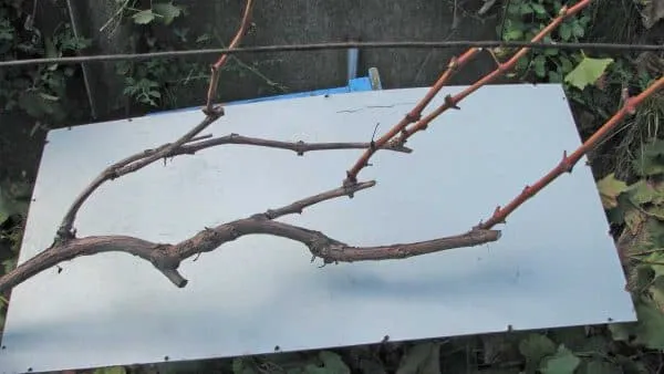 Обрезка винограда на зиму – нужно ли обрезать и как правильно. Как обрезать виноград на зиму. 15