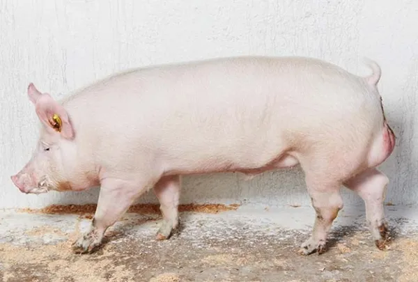 Обзор 18 популярных мясных пород свиней во всем мире и России. Какая порода свиней быстрее всего набирает вес. 12