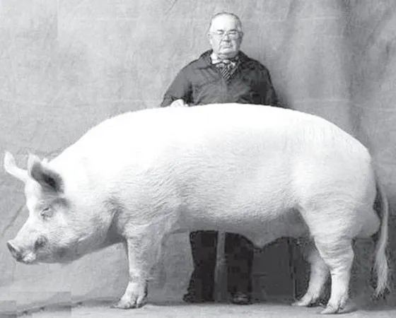 Самые большие свиньи в мире. Сколько весит кабан дикий. 5